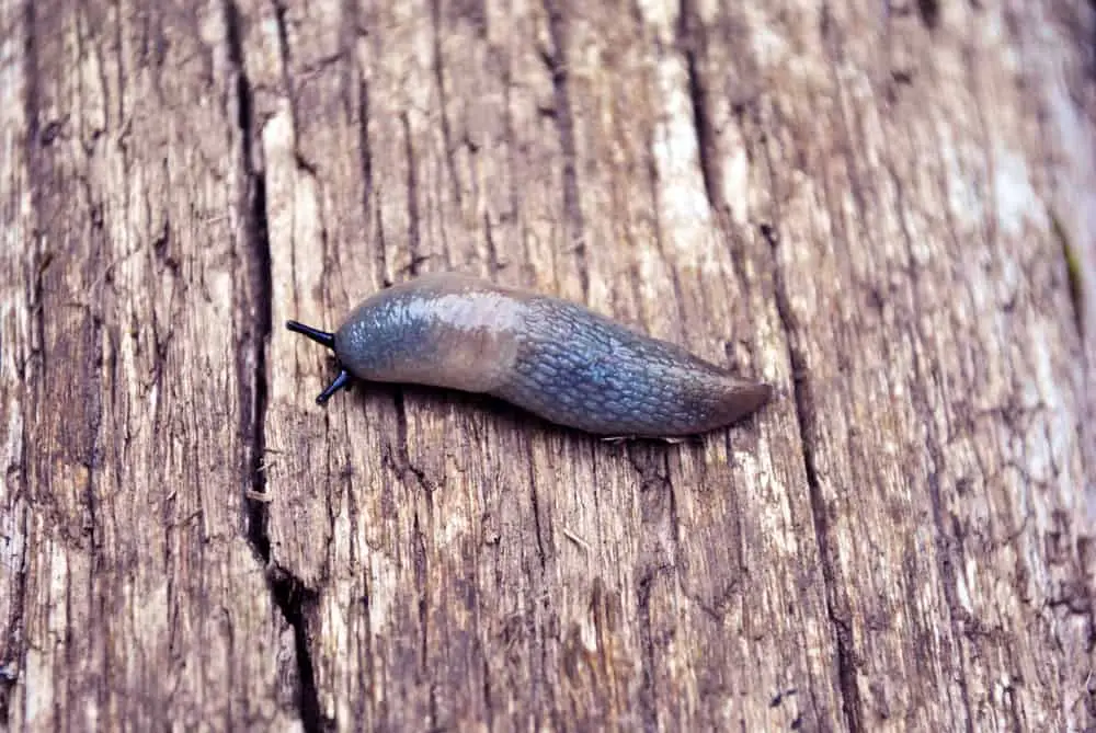 Black Greenhouse Slug