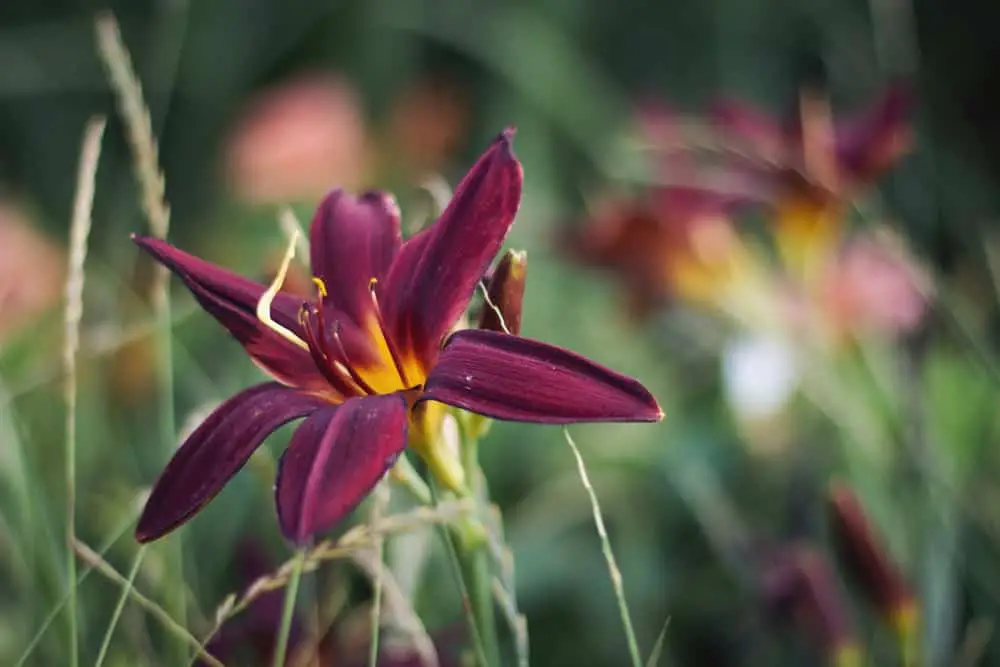 Black Beauty Lily