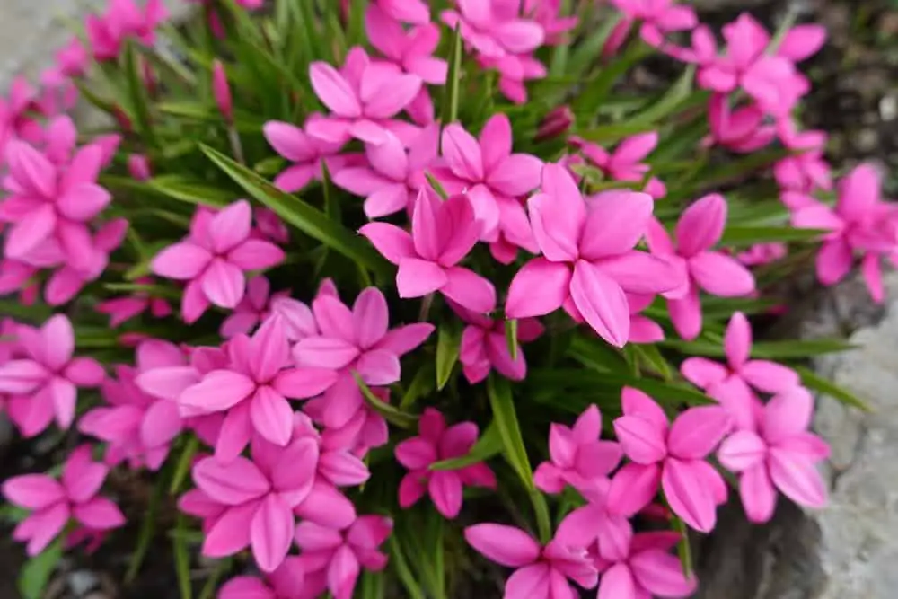 Low-Growing Perennial Pinks