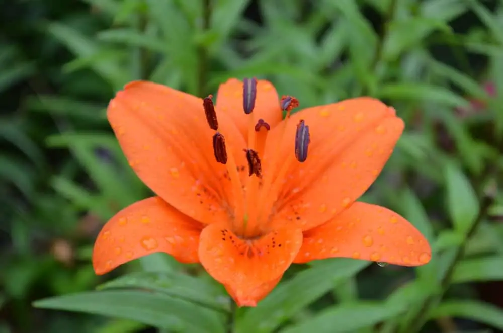 Orange Pixie Lily